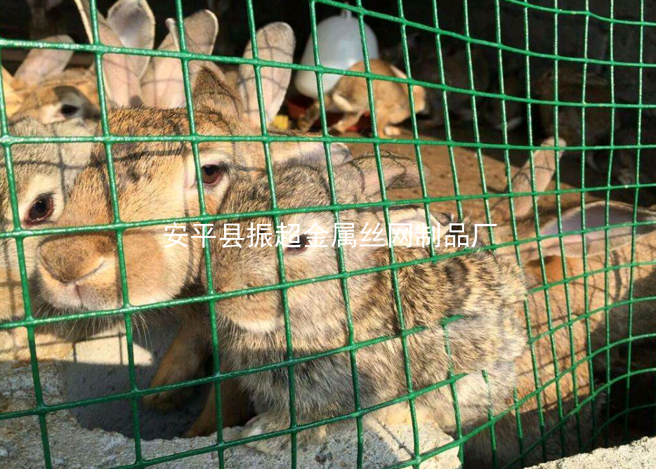 養殖鐵絲網，綠皮鐵絲網-m.chinajsh88.com