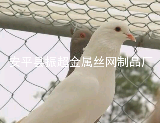 圈鴿子圍網,鴿子籠-m.chinajsh88.com