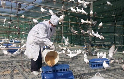 鴿子漏糞網-m.chinajsh88.com