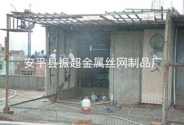 圈鴿子圍擋圍網,鴿子圍欄-m.chinajsh88.com